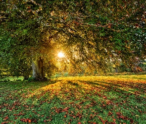 Hrabstwo Tyrone, Drzewa, Irlandia Północna, Parkanaur Forest Park, Liście, Dungannon, Jesień, Promienie słońca