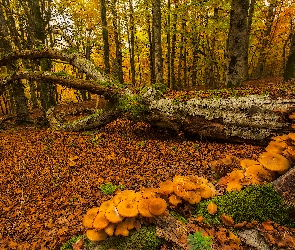 Jesień, Drzewa, Kraj Basków, Hiszpania, Liście, Pień, Omszały, Grzyby, Las