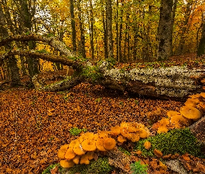 Hiszpania, Grzyby, Omszały, Liście, Pień, Drzewa, Kraj Basków, Jesień, Las