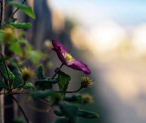 Światło, Liście, Clematis, Kwiat