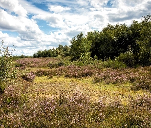 Niemcy, Nadrenia-Westfalia, Wrzosowisko, Drzewa, Las, Rezerwat przyrody Drover Heide