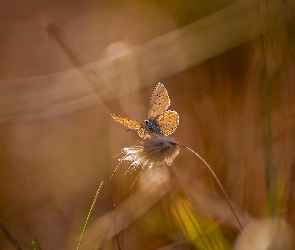 Motyl, Trawy, Źdźbło, Modraszek