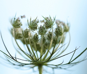Biały, Kwiat, Dzika marchew