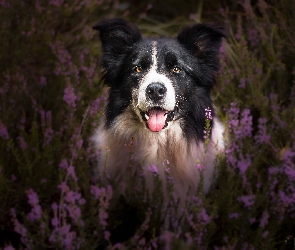 Wrzosy, Mordka, Pies, Border collie