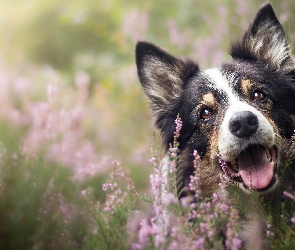 Pies, Wrzosy, Mordka, Border collie