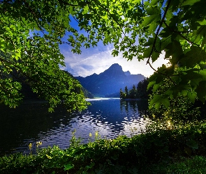Szwajcaria, Drzewa, Góry Alpy, Poranek, Jezioro Bodeńskie