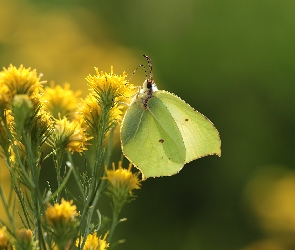 Motyl, Kwiaty, Owad, Latolistek cytrynek