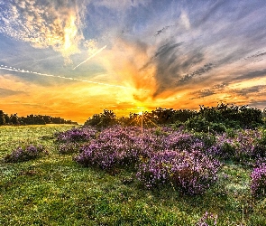 Polana, Wrzosowisko, Park Narodowy New Forest, Anglia, Wschód słońca, Wrzosy