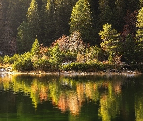 Słowacja, Tatry Wysokie, Drzewa, Dolina Złomisk, Las, Popradzki Staw