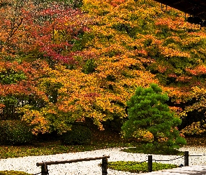 Jesień, Ogrodzenie, Drzewa, Park