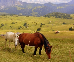 Wzgórza, Dolomity, Włochy, Drzewa, Konie, Łąki, Domy, Góry