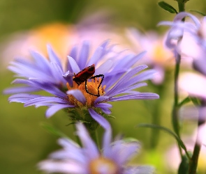 Aster, Kowal bezskrzydły, Czerwony, Owad, Fioletowy