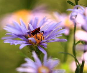 Fioletowy, Kowal bezskrzydły, Owad, Czerwony, Aster