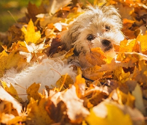 Liście, Shichon, Pies, Szczeniak