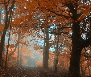 Las, Droga, Mgła, Drzewa, Jesień