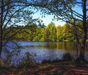 Las, Drzewa, Jesień, Jezioro
