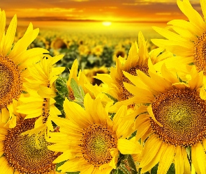 Zachód słońca, Słoneczniki, Żółte, Kwiaty