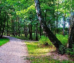 Brzozy, Drzewa, Gdańsk, Zieleń, Alejka, Polska, Park Brzeźnieński im.J.J.Haffnera