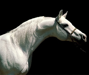 Koń, portret, uzda, biały