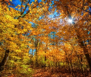 Jesień, Promienie słońca, Las, Drzewa