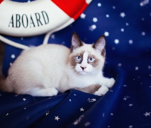 Ragdoll, Materiał, Ratunkowe, Koło, Kot