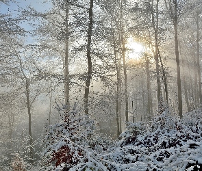 Las, Mgła, Zima, Promienie słońca, Drzewa