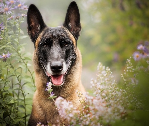 Kwiaty, Owczarek belgijski Malinois, Pies, Mordka