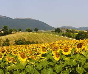 Fabriano, Kwiaty, Region Marche, Włochy, Drzewa, Góry, Słoneczniki, Droga, Pole