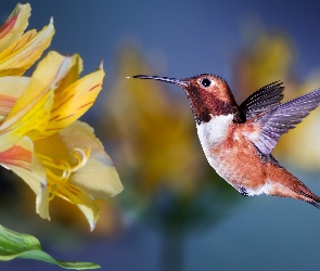 Alstremeria, Kwiaty, Koliber, Ptak