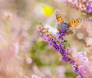 Motyl, Wrzos, Kwiaty, Czerwończyk żarek