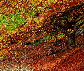 Jesień, Liście, Las, Drzewa