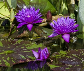 Fioletowe, Lilie wodne, Kwiaty