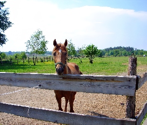 Ogrodzenie, Koń