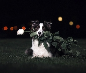 Border collie, Róża, Pies