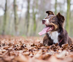 Border collie, Liście, Pies