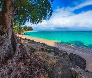 Drzewo, Morze, Hawaje, Stany Zjednoczone, Wyspa Kauai, Plaża Kalihiwai Beach