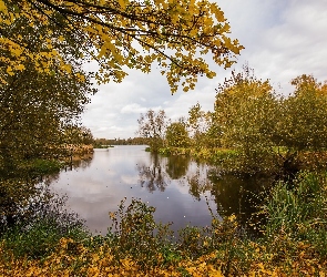 Liście, Drzewa, Gmina Condé-sur-lEscaut, Francja, Jezioro Étang de Chabaud-Latour, Jesień