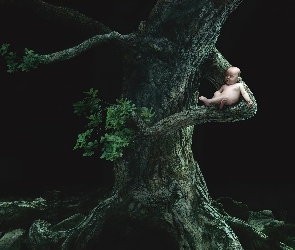 Dziecko, Noc, Drzewo