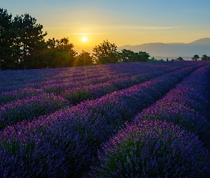 Prowansja, Francja, Wschód słońca, Lawenda, Drzewa, Góry, Valensole