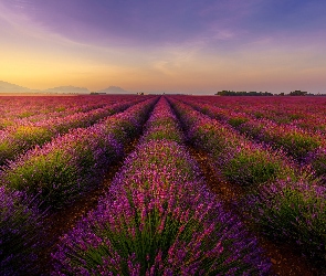 Lawenda, Pole, Francja, Valensole