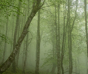 Mgła, Drzewa, Las, Zielony