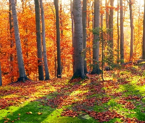 Bubniszcze, Ukraina, Kamień, Las bukowy, Drzewa, Buki, Jesień