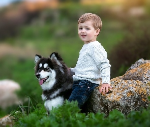 Siberian husky, Kamień, Chłopiec