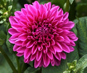 Dalia, Pąki, Różowa