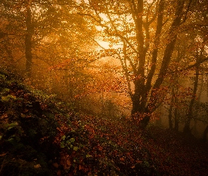 Mgła, Las, Region Oksytania, Francja, Jesień, Drzewa