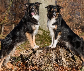 Dwa, Pień, Border collie