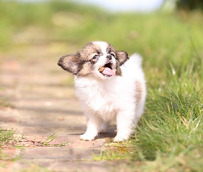 Pies, Szczeniak, Rozmyte tło, Ścieżka, Trawa, Spaniel kontynentalny miniaturowy Papillon