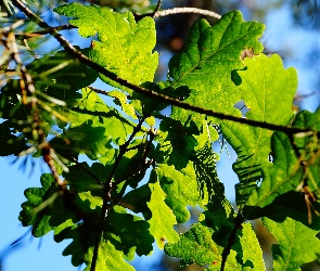 Drzewo, Liście, Dąb