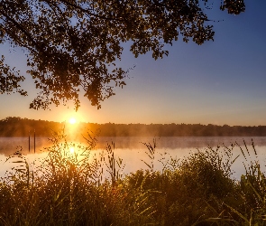 Mgła, Trawy, Drzewa, Wschód słońca, Jezioro