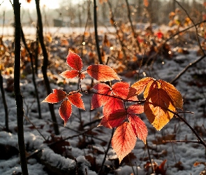 Liście, Gałęzie, Śnieg